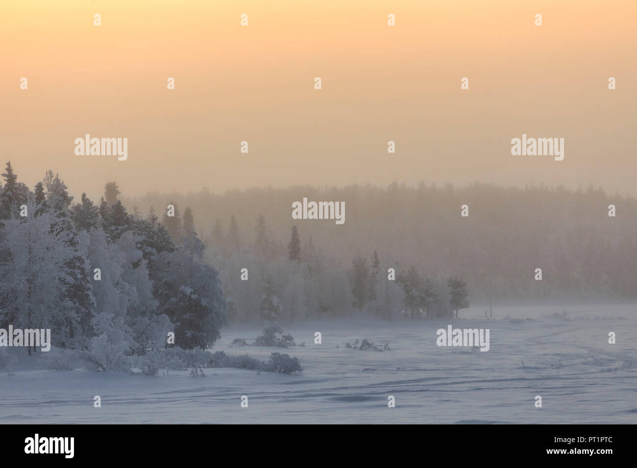 Lever du soleil sur la forêt gelée recouverte de neige, Muonio, Laponie, Finlande, Europe Banque D'Images