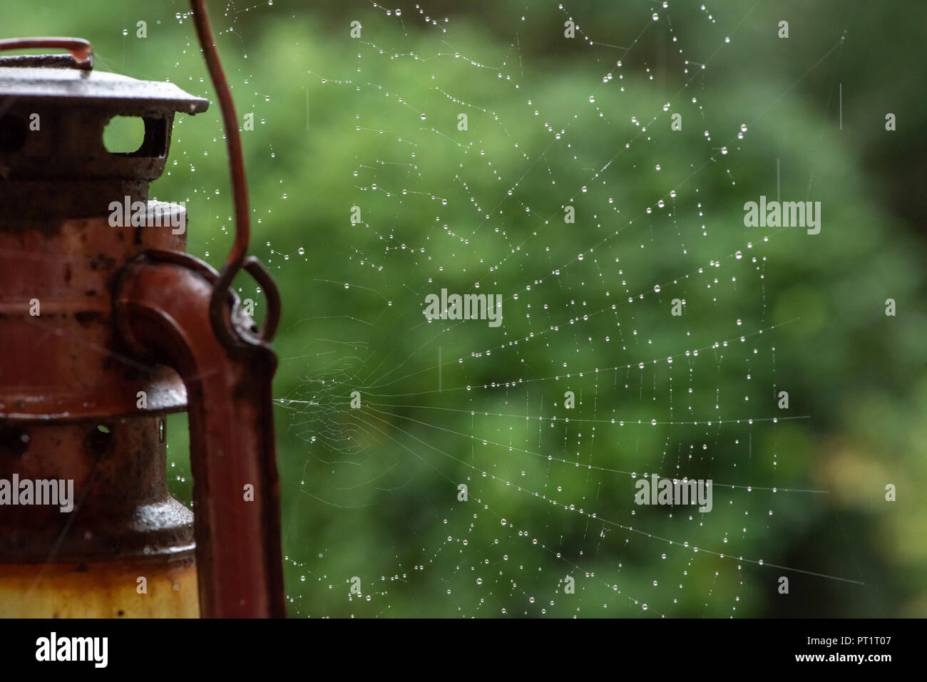 L'écaillage, Preston, Lancashire, Royaume-Uni. 5 octobre, 2018. Une toile d'araignée sous la pluie, à l'effritement, Preston, Lancashire. Crédit : John Eveson/Alamy Live News Banque D'Images