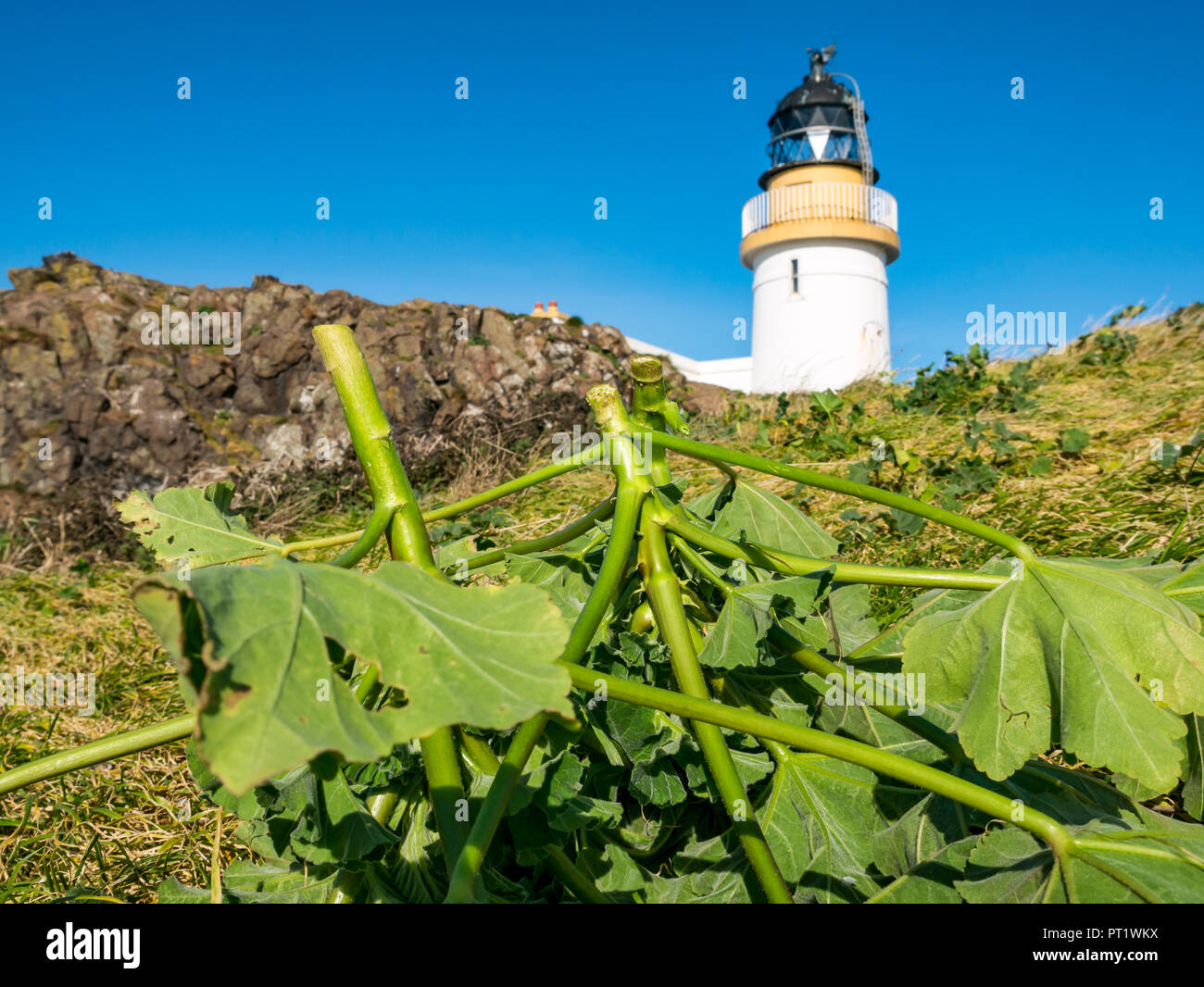 Fidra Island, Firth of Forth, Écosse, Royaume-Uni, 5 octobre 2018. Le personnel et les bénévoles de la Royal Society for protection of Birds se rendent à Fidra pour couper le mouloir des arbres, une plante envahissante non indigène des îles Firth of Forth qui empêche les macareux menacés de créer des terriers. Les voyages ont lieu chaque printemps et automne, avant et après le nid des macareux. Le voyage d'aujourd'hui a profité d'une chaude journée ensoleillée avec un ciel bleu. Coupez la malow de l'arbre et le phare de Fidra contre un ciel bleu Banque D'Images