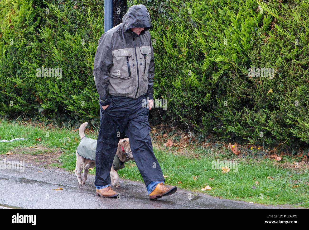 Chippenham, UK, 6 octobre 2018. Un homme promenait son chien est photographié bravant les fortes pluies à Chippenham comme averses font leur chemin à travers le sud de l'Angleterre. Credit : Lynchpics/Alamy Live News Banque D'Images