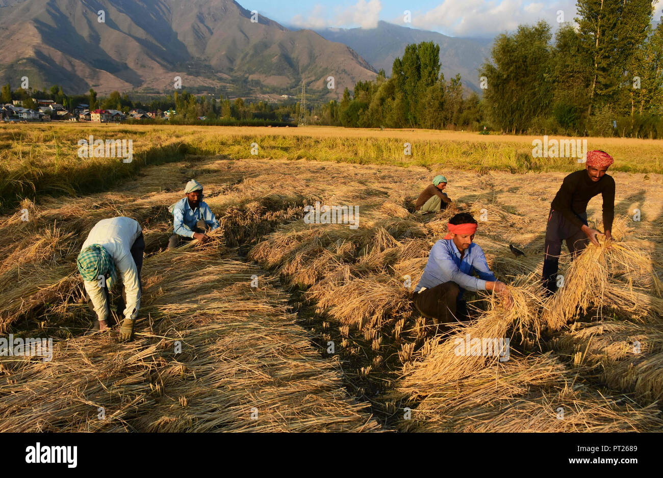 28 septembre 2018 - Non-travailleurs locaux de riz de la récolte par coupe dans les tiges de riz en rizières dans la banlieue de Srinagar, dans le Cachemire sous administration indienne le 28 septembre 2018. Le riz est l'aliment de base dans la vallée du Cachemire et est toujours la principale culture cultivée dans la région même si la fréquence des sécheresses et des précipitations plus rares ainsi que des infrastructures d'irrigation limitée ont réduit le rendement des cultures de riz cette année. La saison d'automne marque la période de récolte de riz au Cachemire où la culture du riz est aussi partie intégrante du patrimoine culturel de l'Etat (crédit Image : © Muzamil Matto Banque D'Images