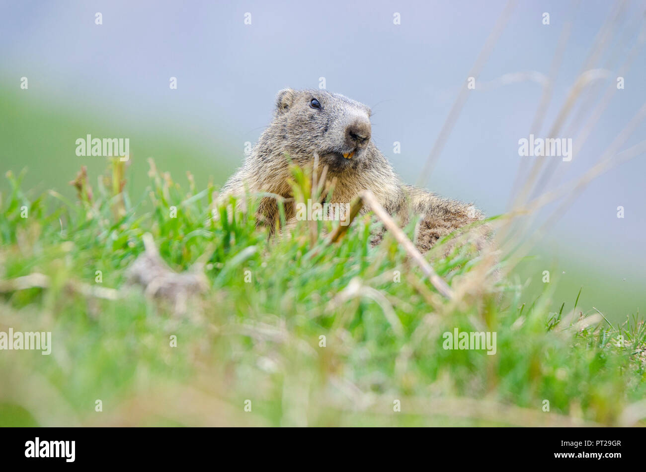 Au printemps, la marmotte de Valle dell'Orco, Parc National du Gran Paradiso, Piémont, Graian alps, Province de Turin, Alpes italiennes, Italie Banque D'Images