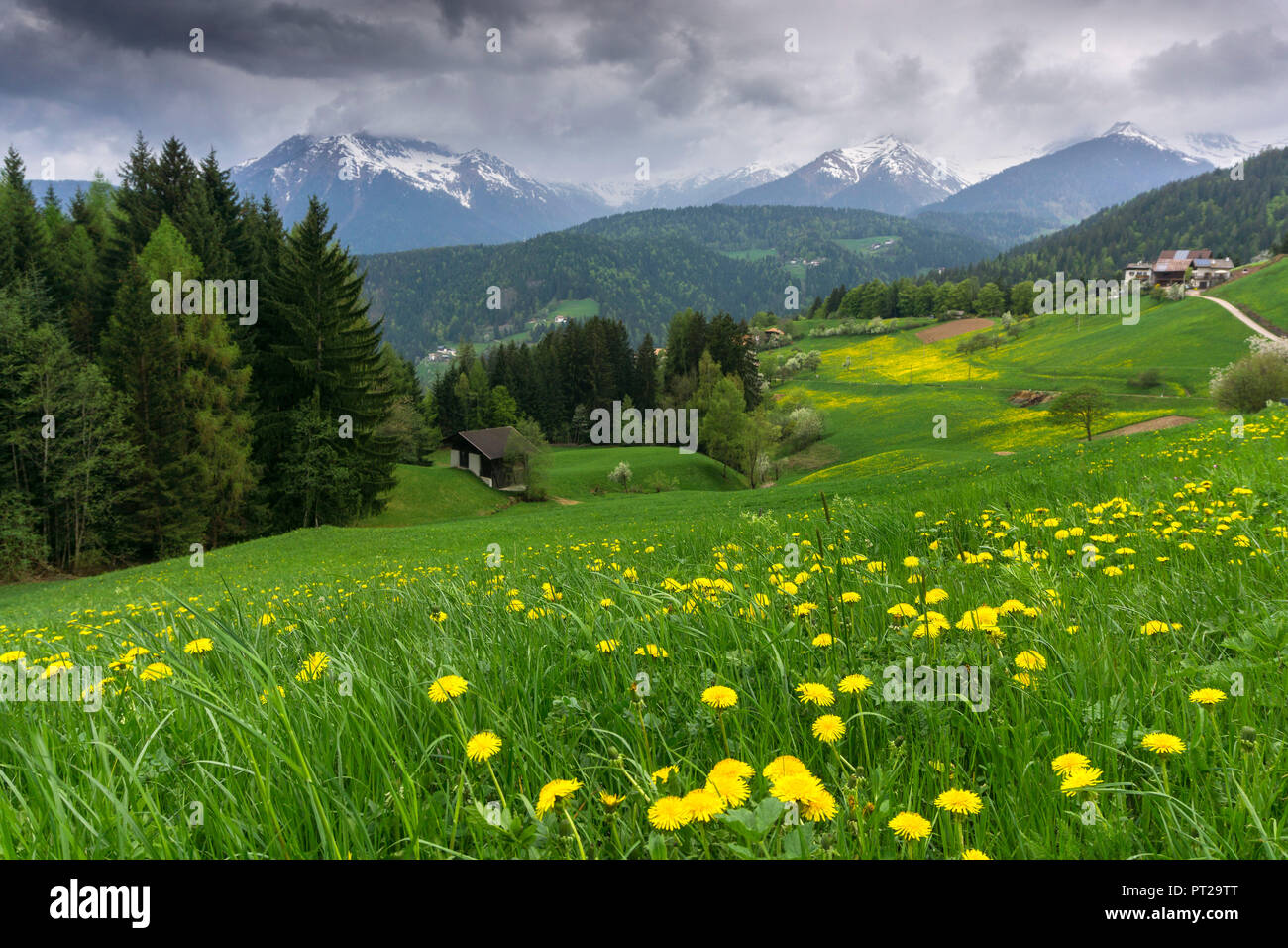 Les prairies de Lauregno au printemps de l'Europe, Italie, Trentin-Haut-Adige, la vallée de Non, Lauregno, la province de Bolzano Banque D'Images