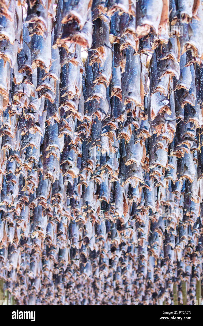 Grand groupe de stockfish accroché pour sécher, îles Lofoten, Norvège Banque D'Images