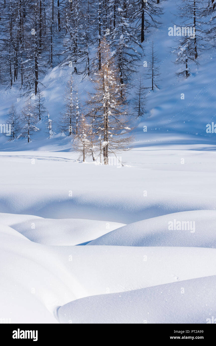 Un arbre solitaire au Pian di verra, Val d'Ayas, vallée d'Aoste, Alpes italiennes, Italie Banque D'Images