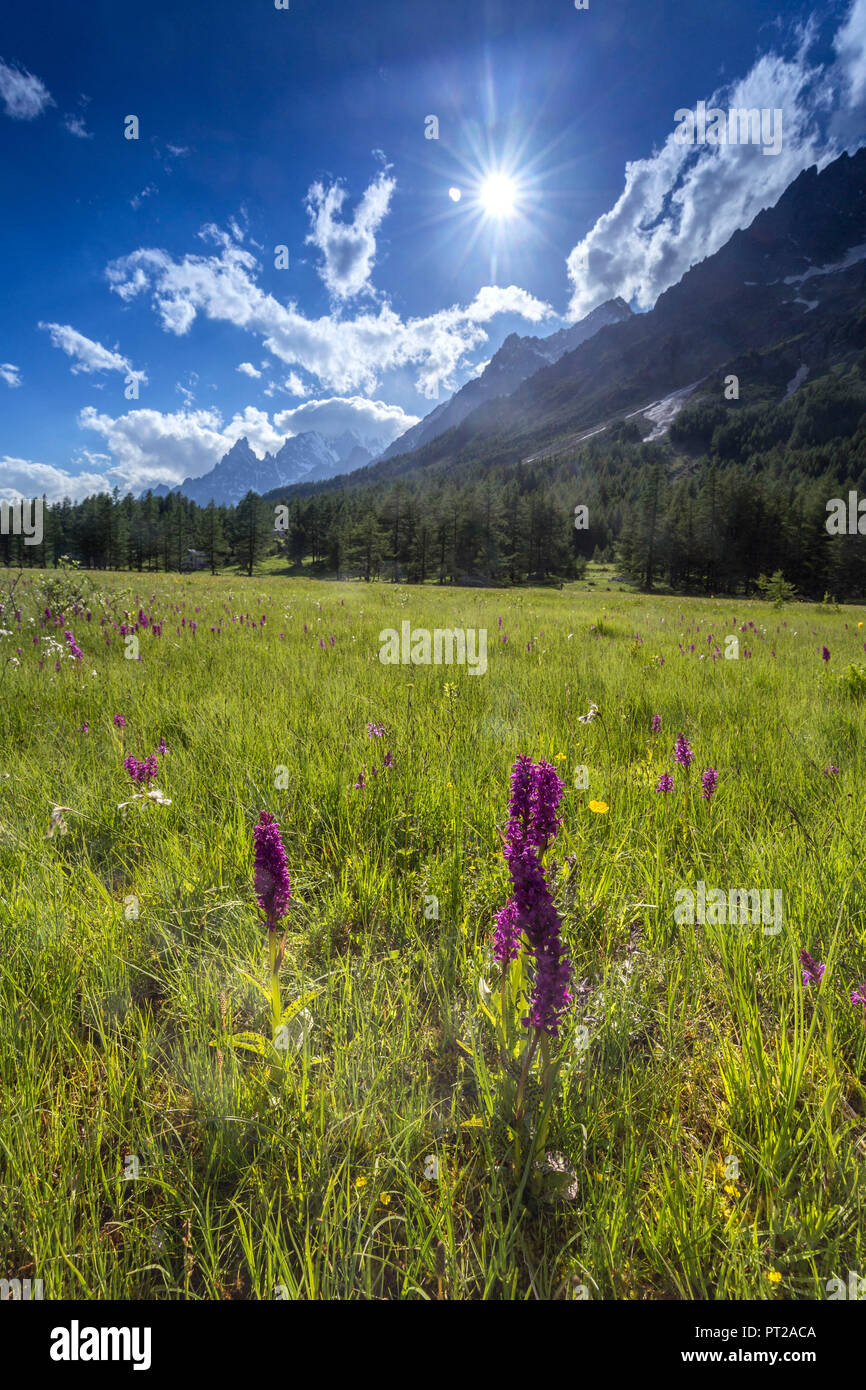 Orchidées alpines en Val Ferret, Courmayeur, vallée d'aoste, Italie Banque D'Images