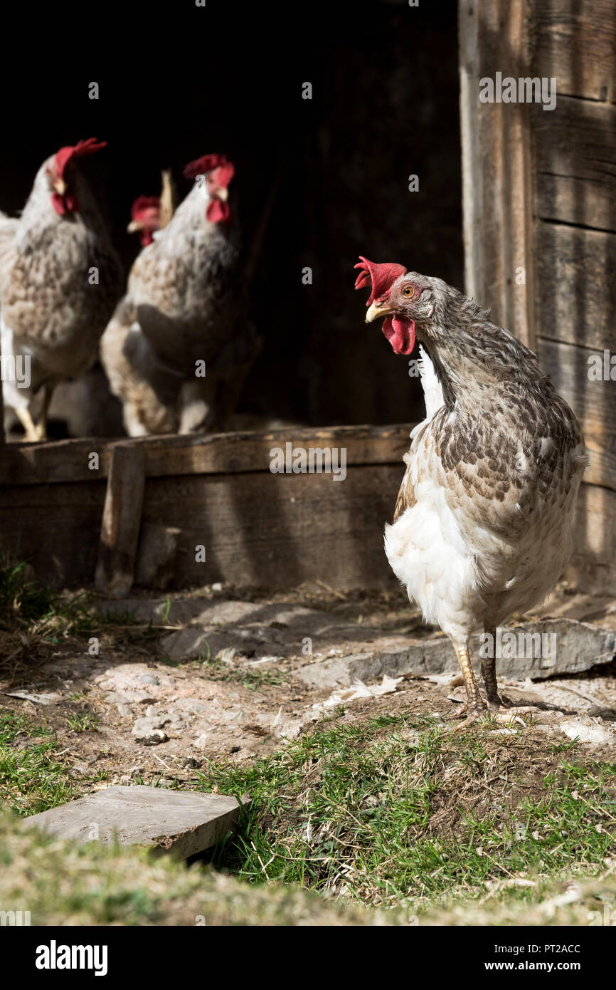 L'Europe, Italie, Trentino, Fassavalley Farmanimal, Dolomites, poules, poulets Banque D'Images