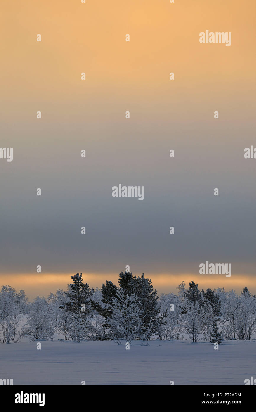 Lever du soleil sur la forêt gelée recouverte de neige, Muonio, Laponie, Finlande, Europe Banque D'Images