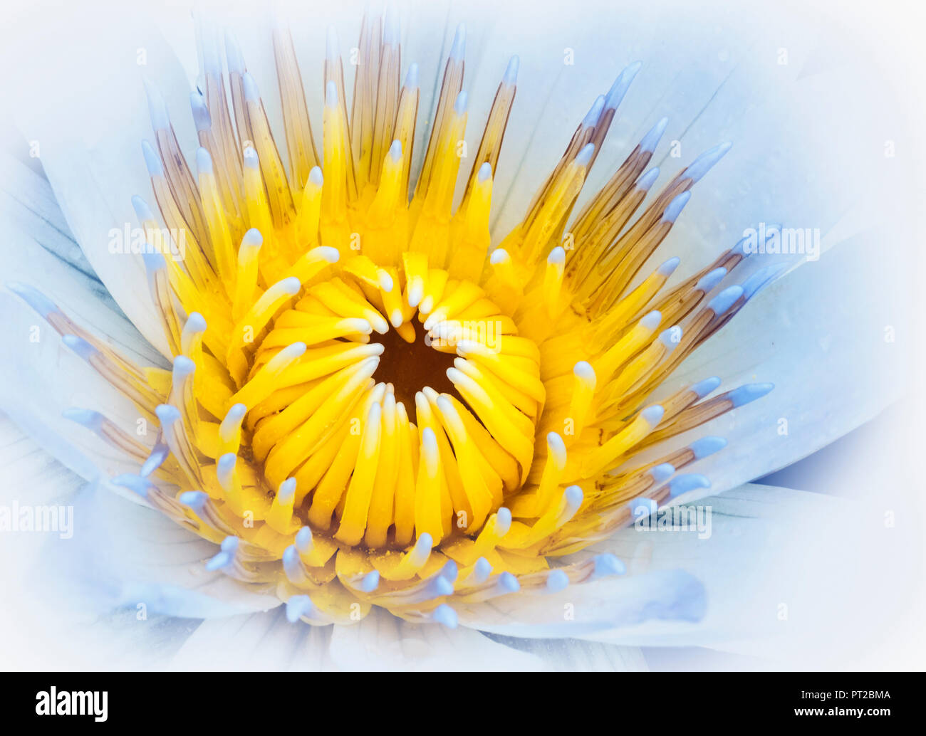 Un Bassin aux nymphéas croissant dans un étang de jardin. Banque D'Images