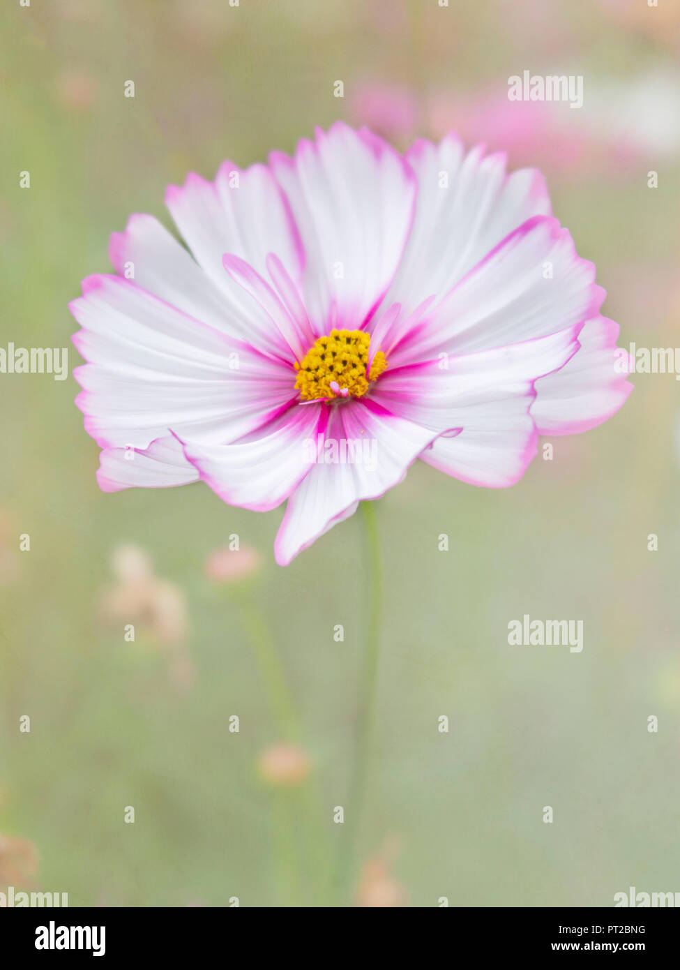 Une seule fleur de rose et de blanc Cosmos bipinnatus. Banque D'Images