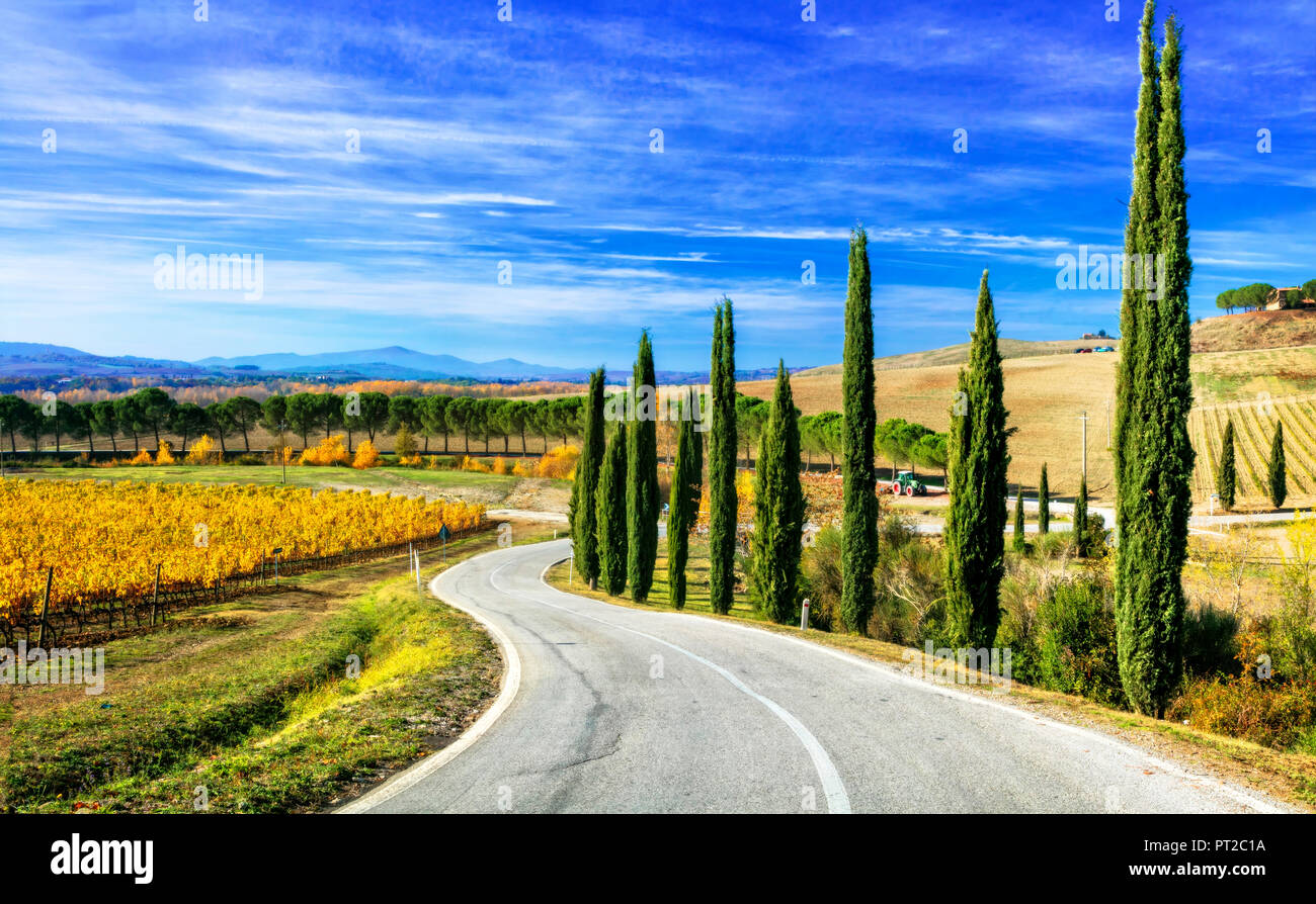 Paysage d'automne impressionnant,avec vue sur vignes et de cyprès colrful,région du Chianti, Toscane, Italie. Banque D'Images
