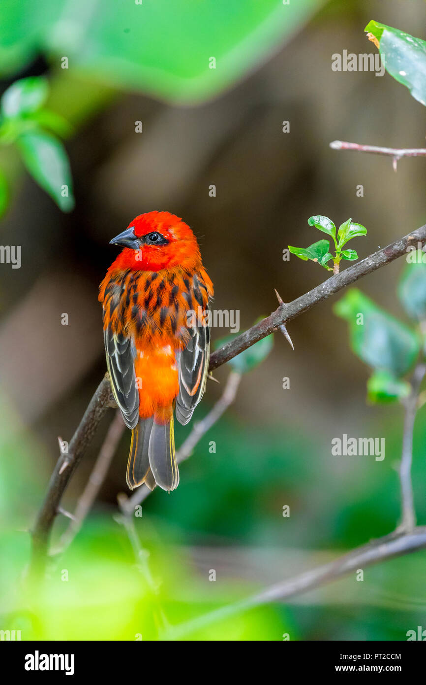 L'Ile Maurice, red fody, Foudia madagascariensis, perching on twig Banque D'Images