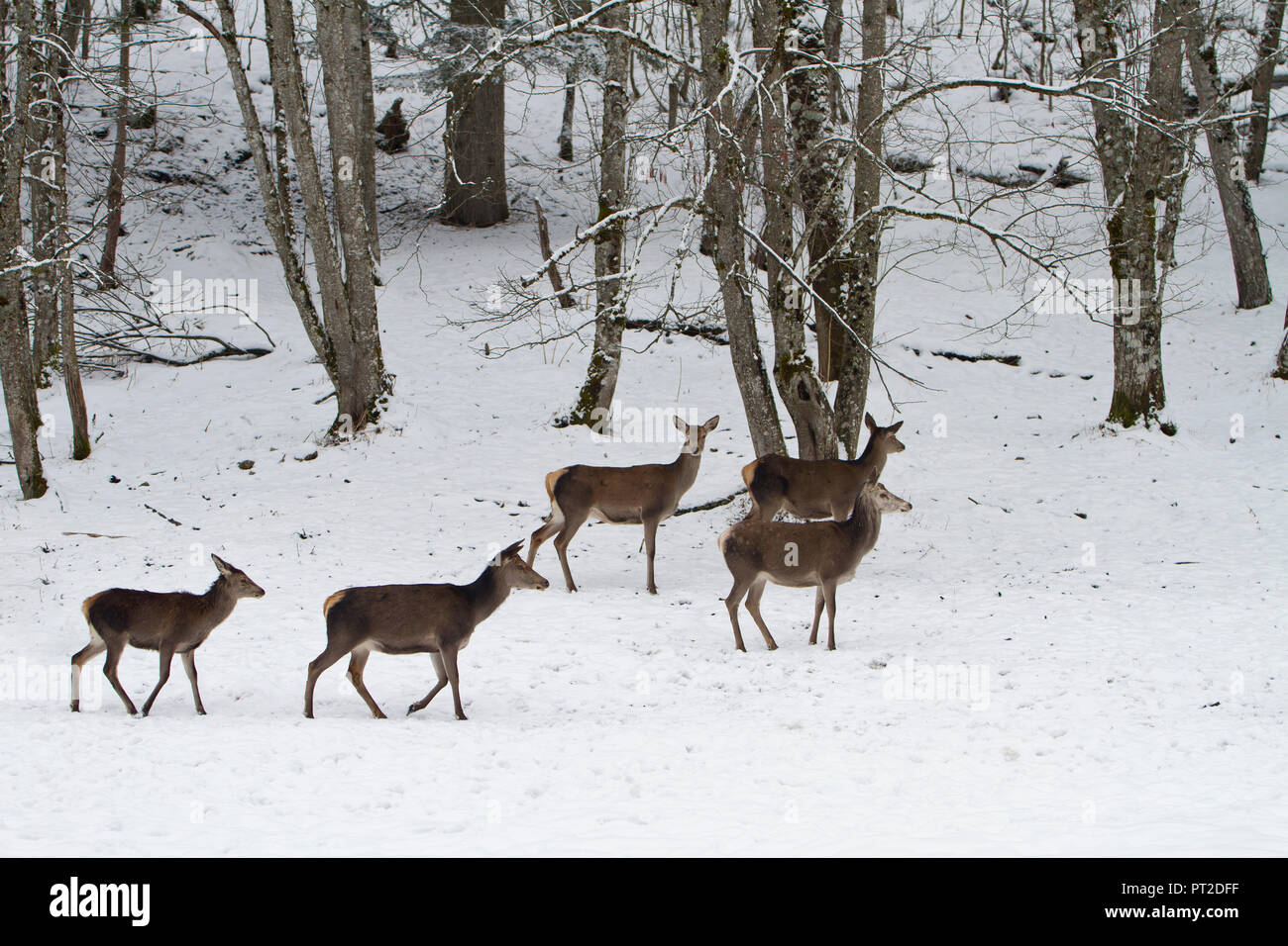 Allemagne, Barvaria, Berchtesgaden, hinds en hiver Banque D'Images