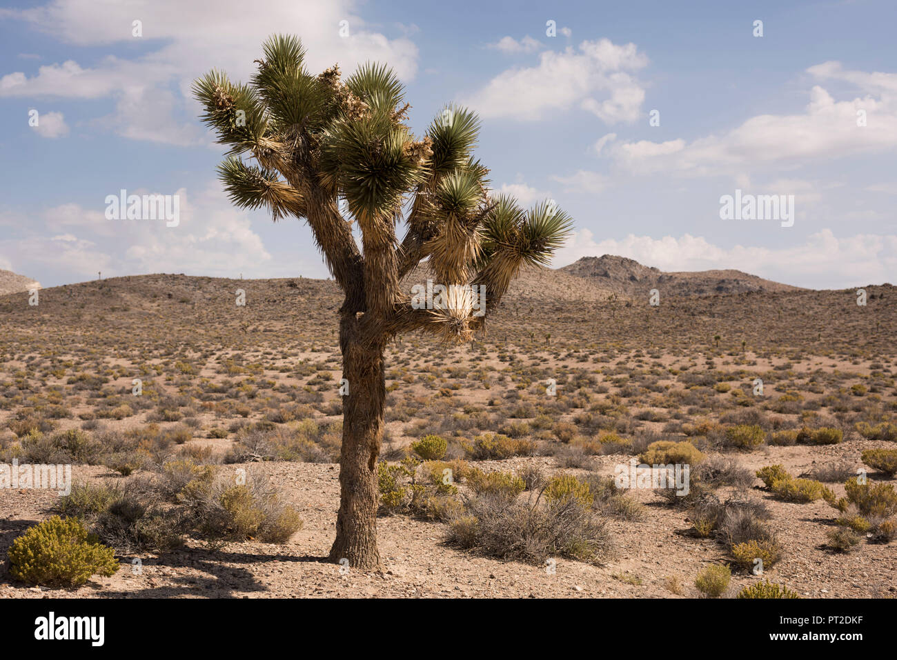 USA, au sud-ouest, en Californie, Amargosa Range, la vallée de la mort, Death Valley National Park, Joshua Tree, Californie Banque D'Images
