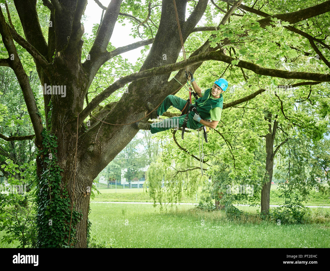 Coupe-arbre suspendu à la corde dans l'arbre Banque D'Images