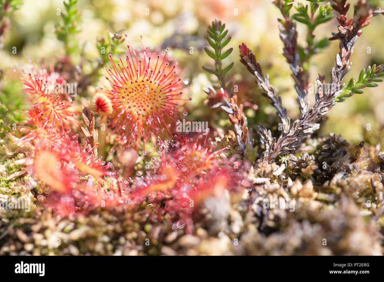 Le rossolis à feuilles rondes, Drosera rotundifolia, Banque D'Images