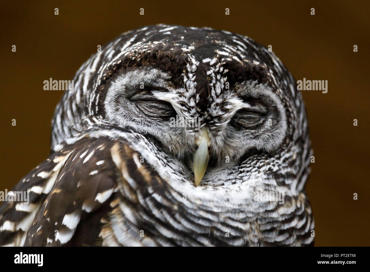 Chouette, du Chaco (Strix chacoensis), de l'habitat en Amérique du Sud, en Allemagne, en captivité Banque D'Images
