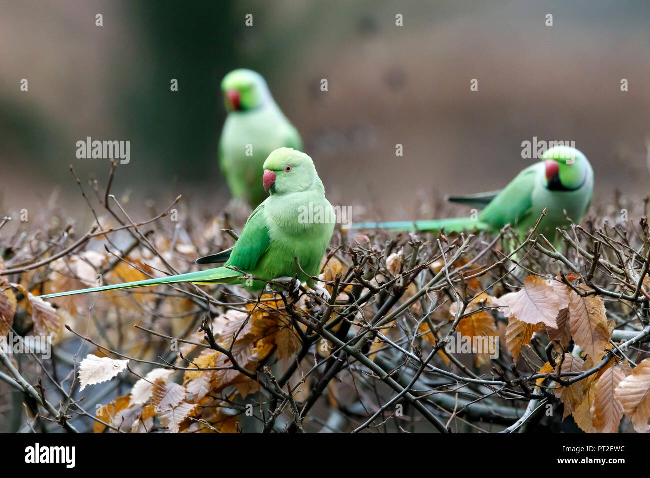 Héron pourpré, Perruche à collier (Psittacula krameri), l'Allemagne, de la faune Banque D'Images