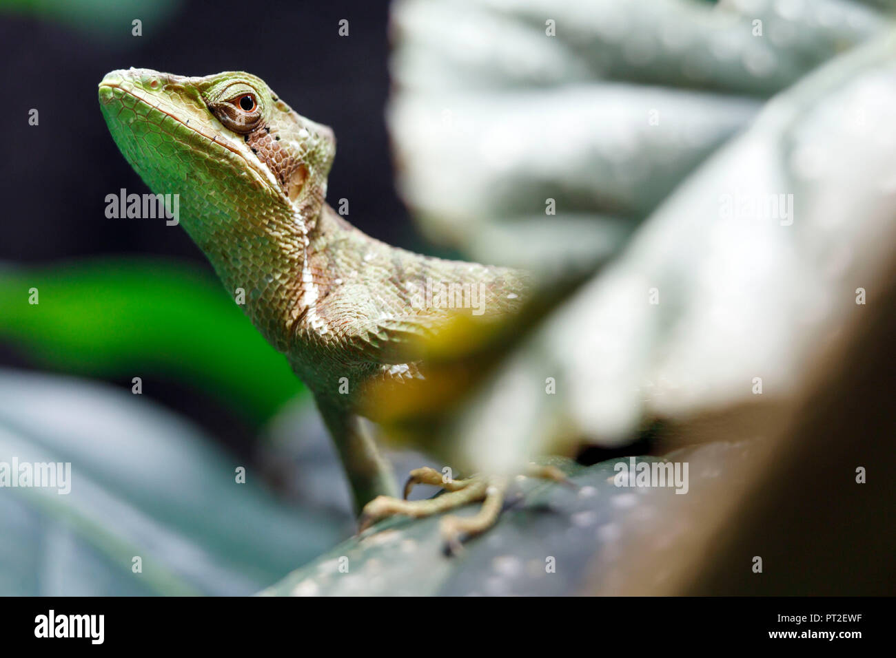 L'Est de l'casquehead Laemanctus longipes (iguane), de l'habitat de l'Amérique centrale, captive, Allemagne Banque D'Images