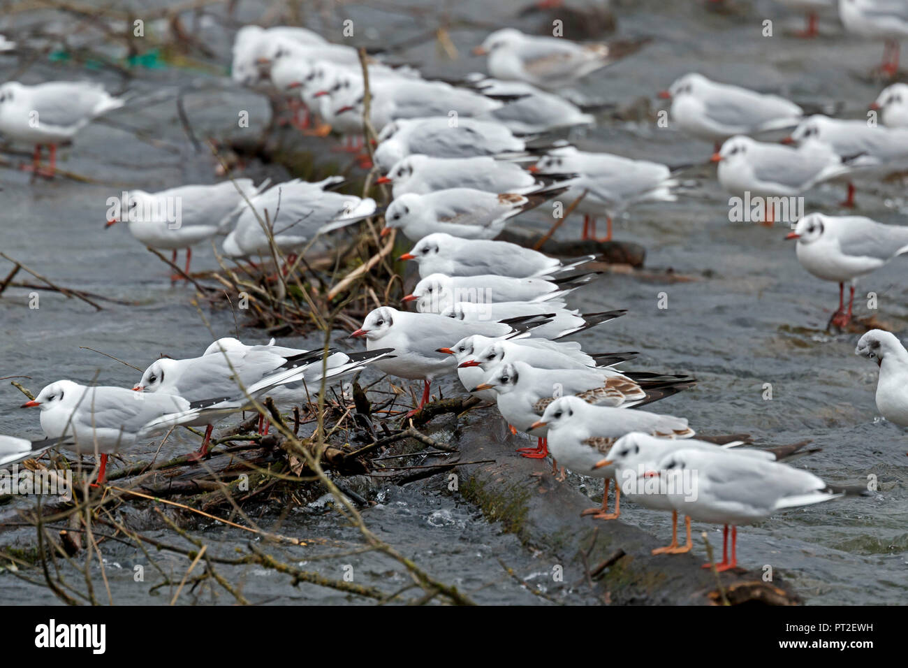 Mouette rieuse (Larus ridibundus),, de la faune, Allemagne Banque D'Images