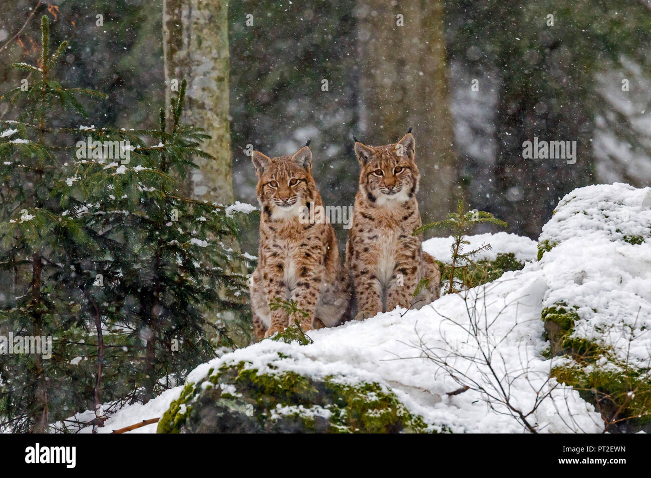 Le Lynx, lynx (Lynx lynx), juvéniles, dans la neige, captive, Allemagne Banque D'Images