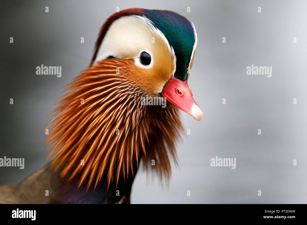 Canard mandarin (Aix galericulata), l'habitat, de l'Asie de l'Est, captive, Allemagne Banque D'Images