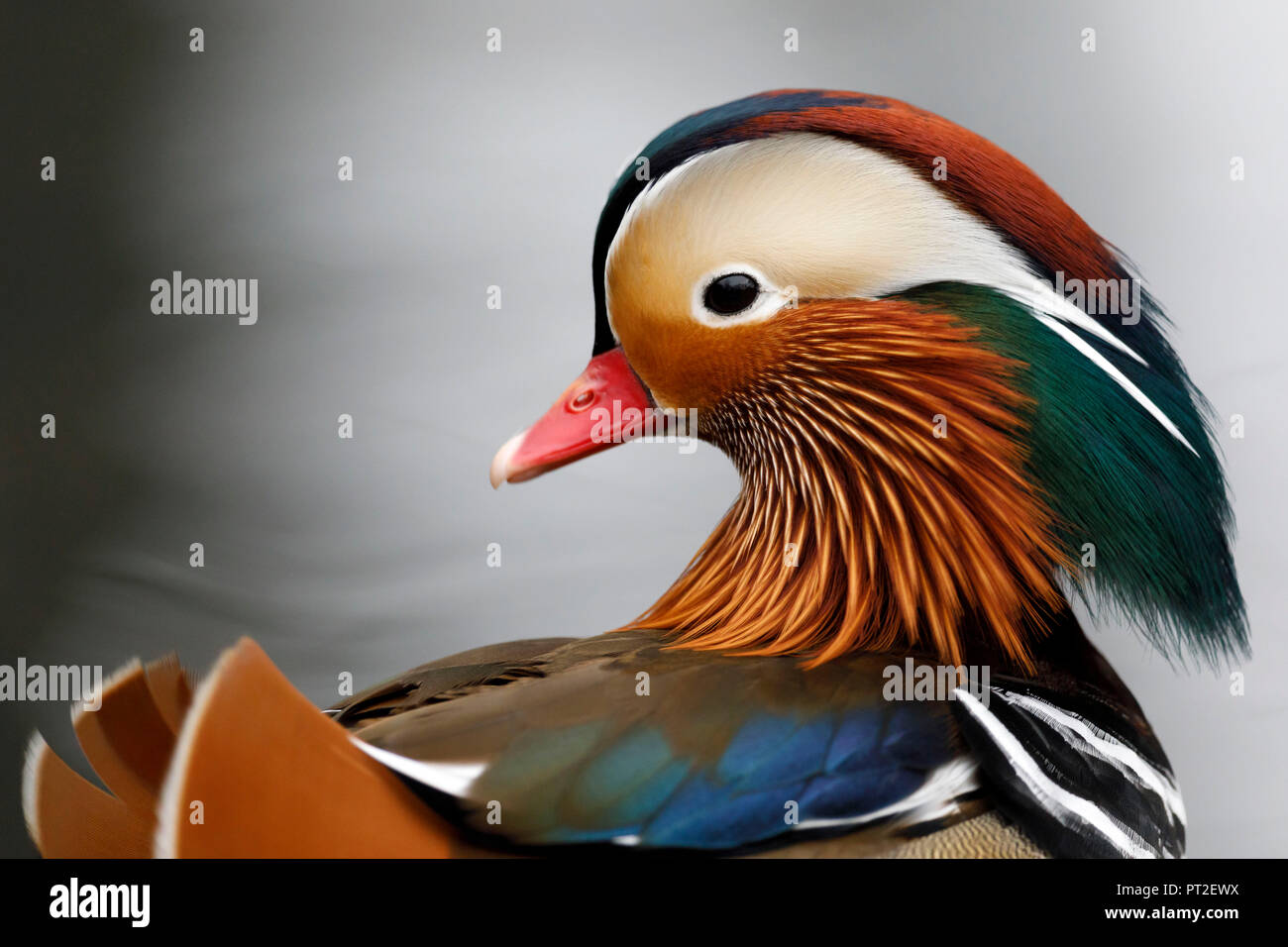 Canard mandarin (Aix galericulata), l'habitat, de l'Asie de l'Est, captive, Allemagne Banque D'Images
