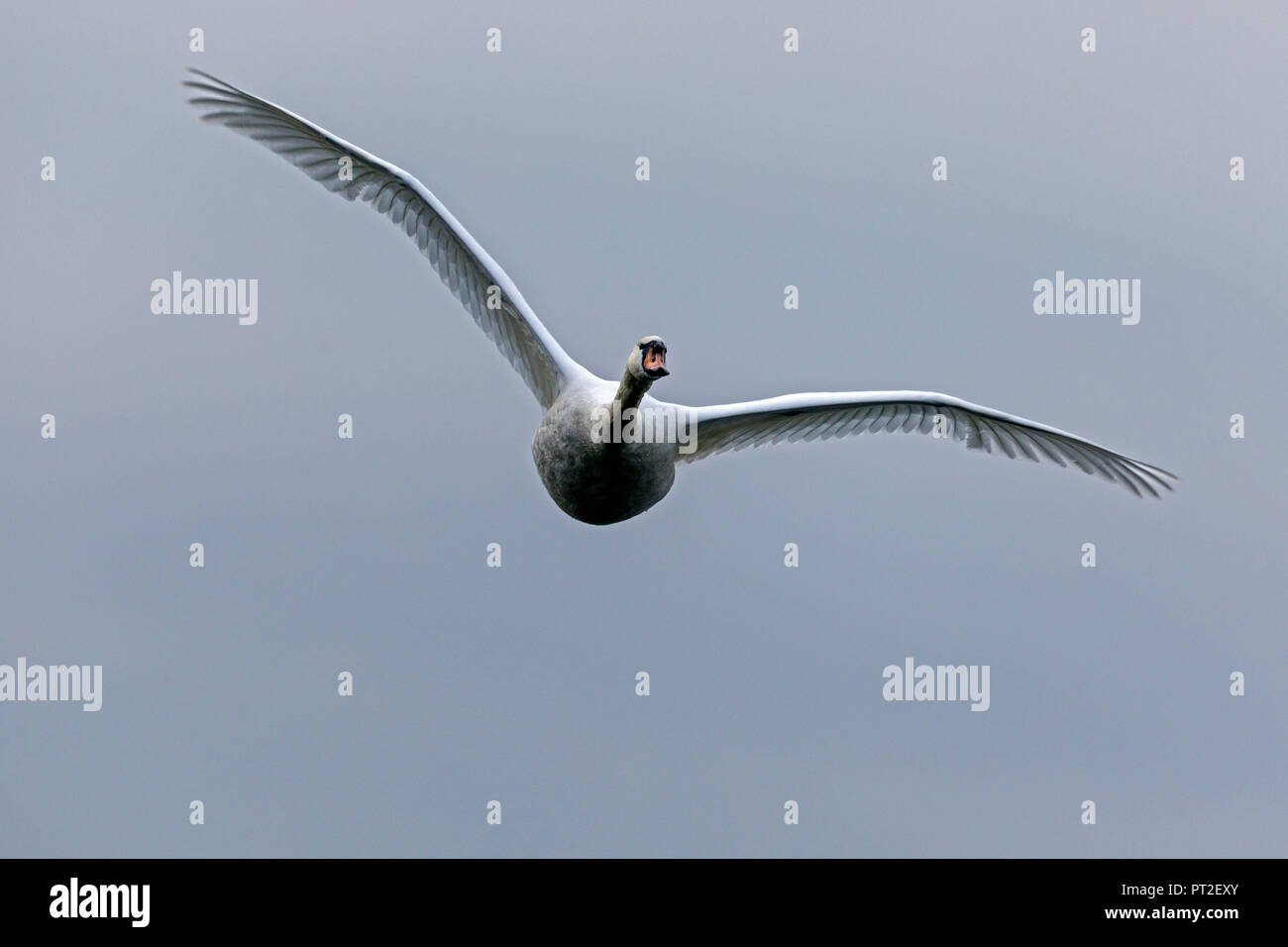 Mute Swan (Cygnus olor), la faune, l'Allemagne, Banque D'Images