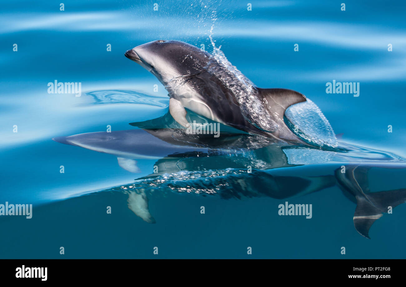 La Nouvelle Zélande, les dauphins à Kaikoura Banque D'Images