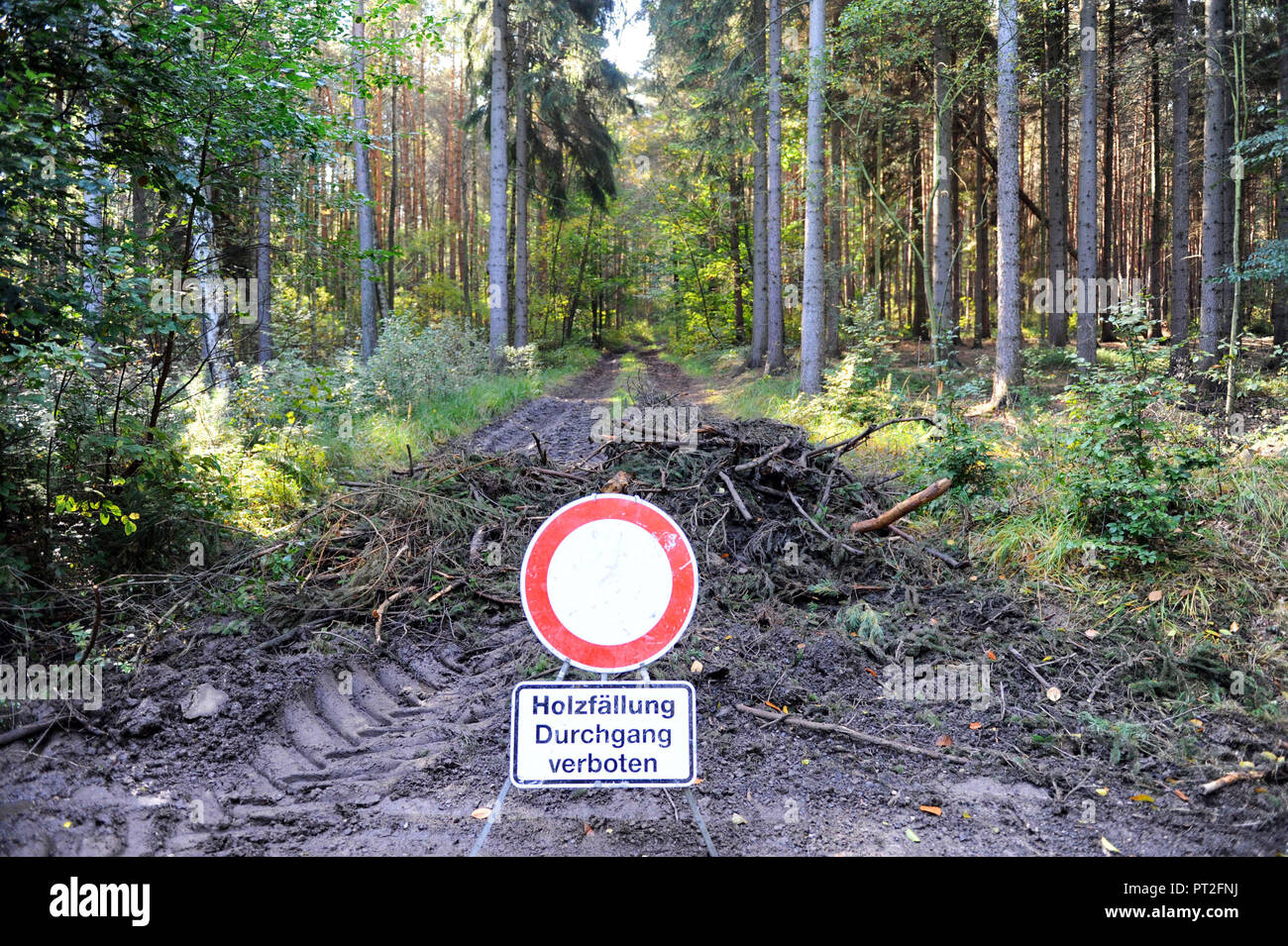 Panneau d'avertissement dans les bois mixtes naturelles en raison de l'exploitation forestière, le passage pour les passants interdite Banque D'Images