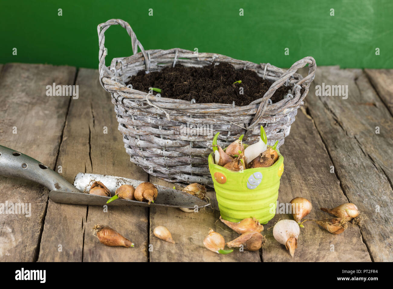 Pour la plantation des bulbes de tulipes Banque D'Images