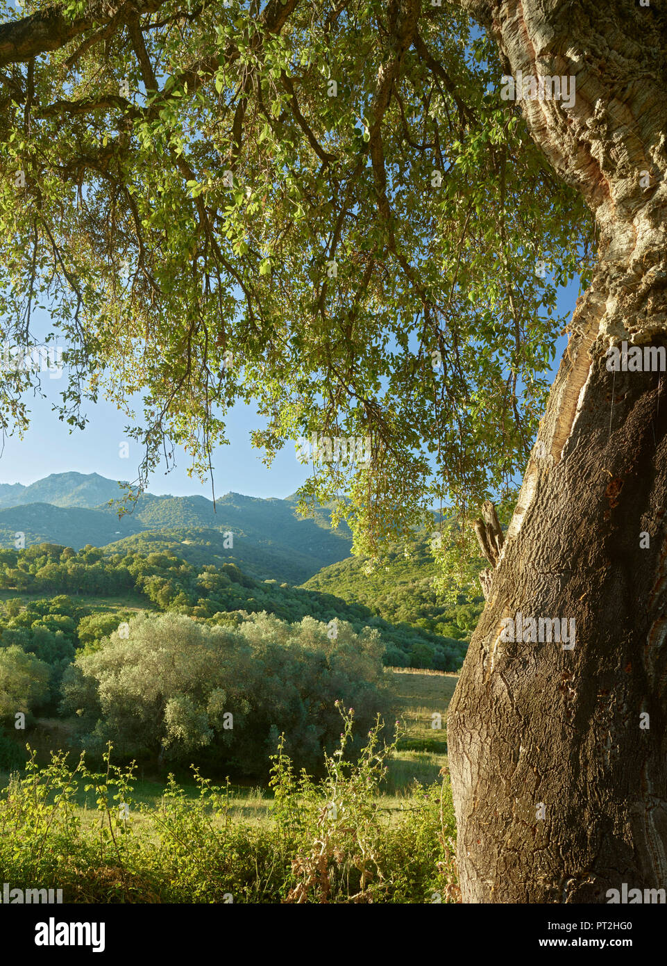 Chêne liège, Sollacaro, Corse du Sud, Corse, France Banque D'Images