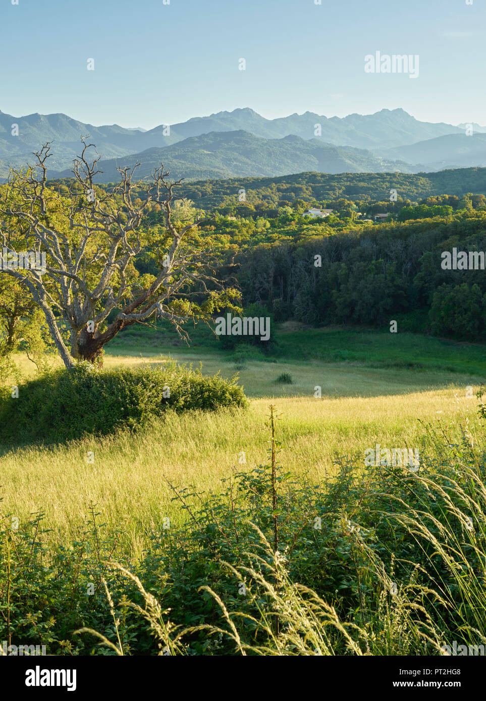 Paysage près de Sollacaro, Corse du Sud, Corse, France Banque D'Images