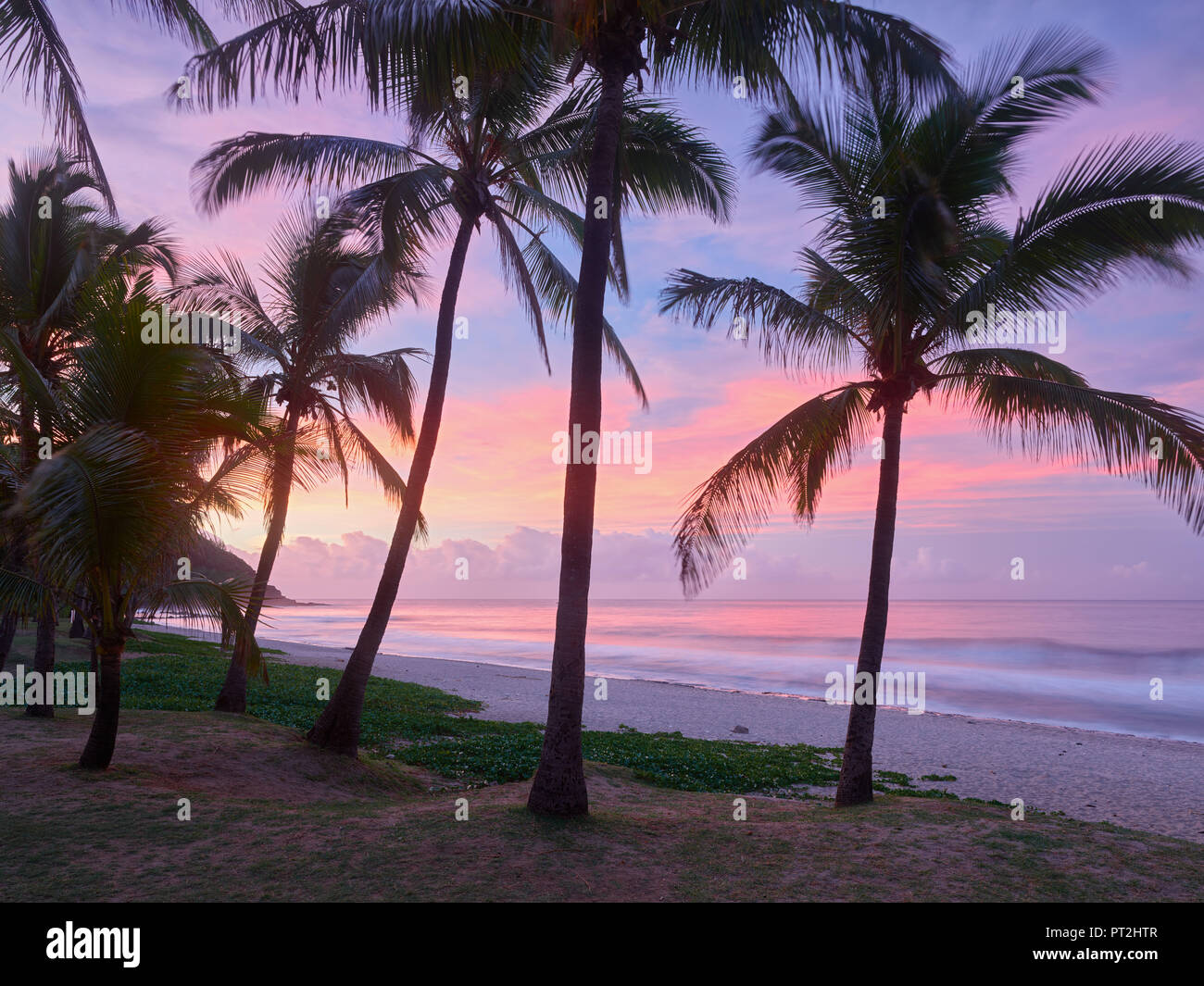 Palmiers Sur La Plage Grande Anse La Réunion France Banque
