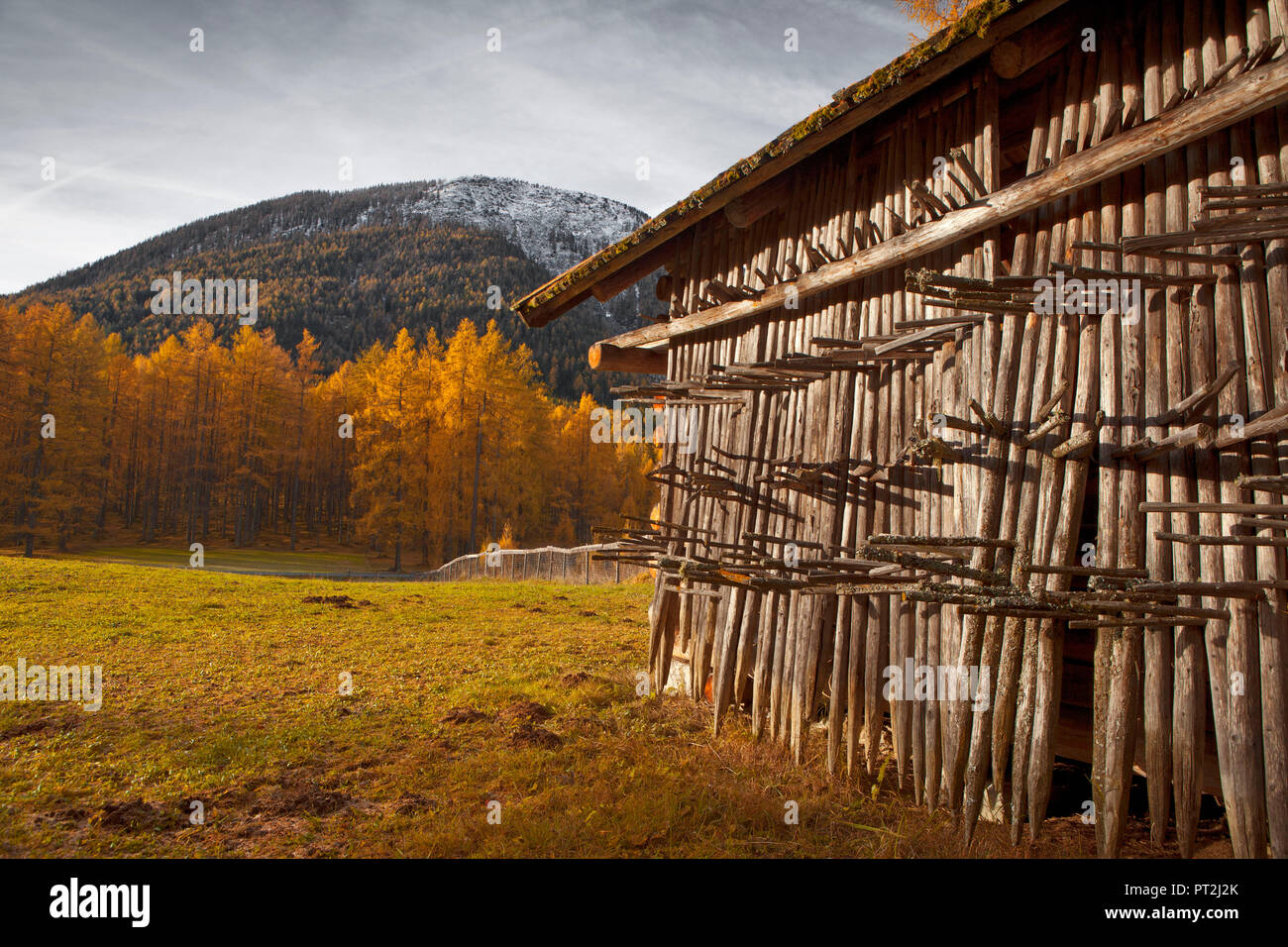 Autriche, Tyrol, Miemingen plateau, grange à foin et le mélèze meadows Banque D'Images