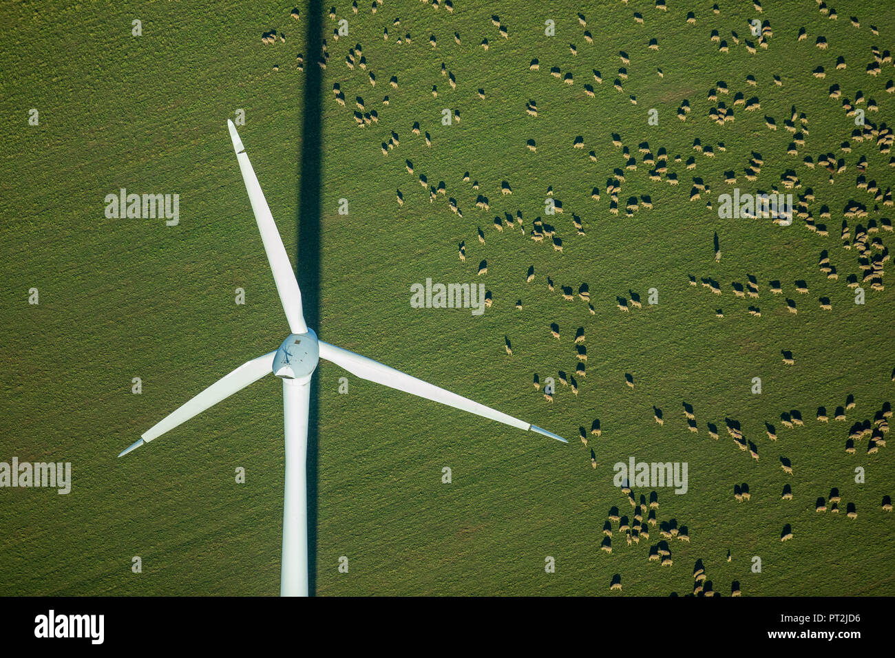 Éolienne sur un champ, troupeau de moutons, les champs, les énergies alternatives, l'énergie éolienne, Herzogenrath, Rhénanie du Nord-Westphalie, Allemagne, Banque D'Images