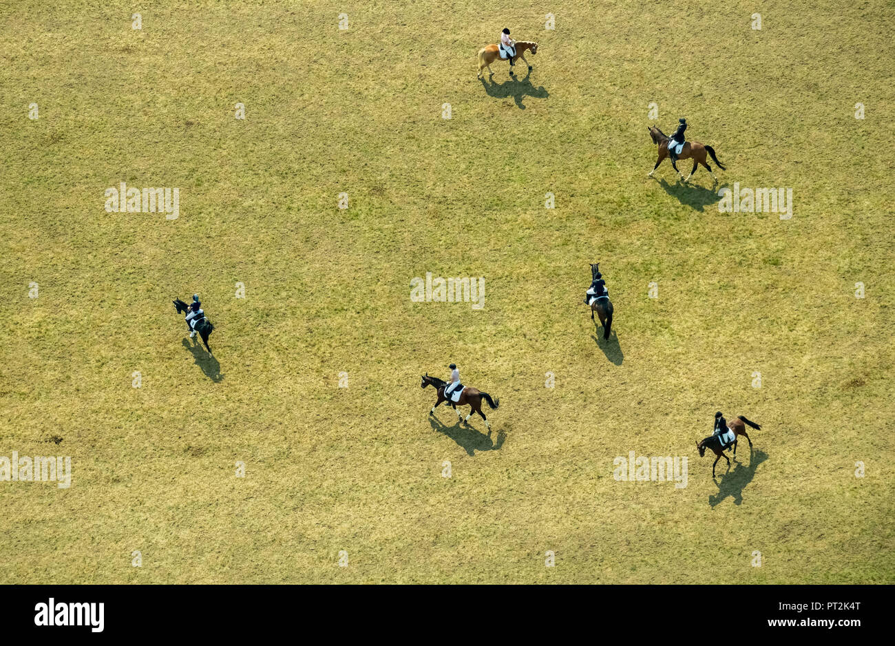 Spectacle équestre, Equitation, Voss-Teurlings GmbH, Kiev, Kiev, Bas-rhin, Rhénanie du Nord-Westphalie, Allemagne Banque D'Images