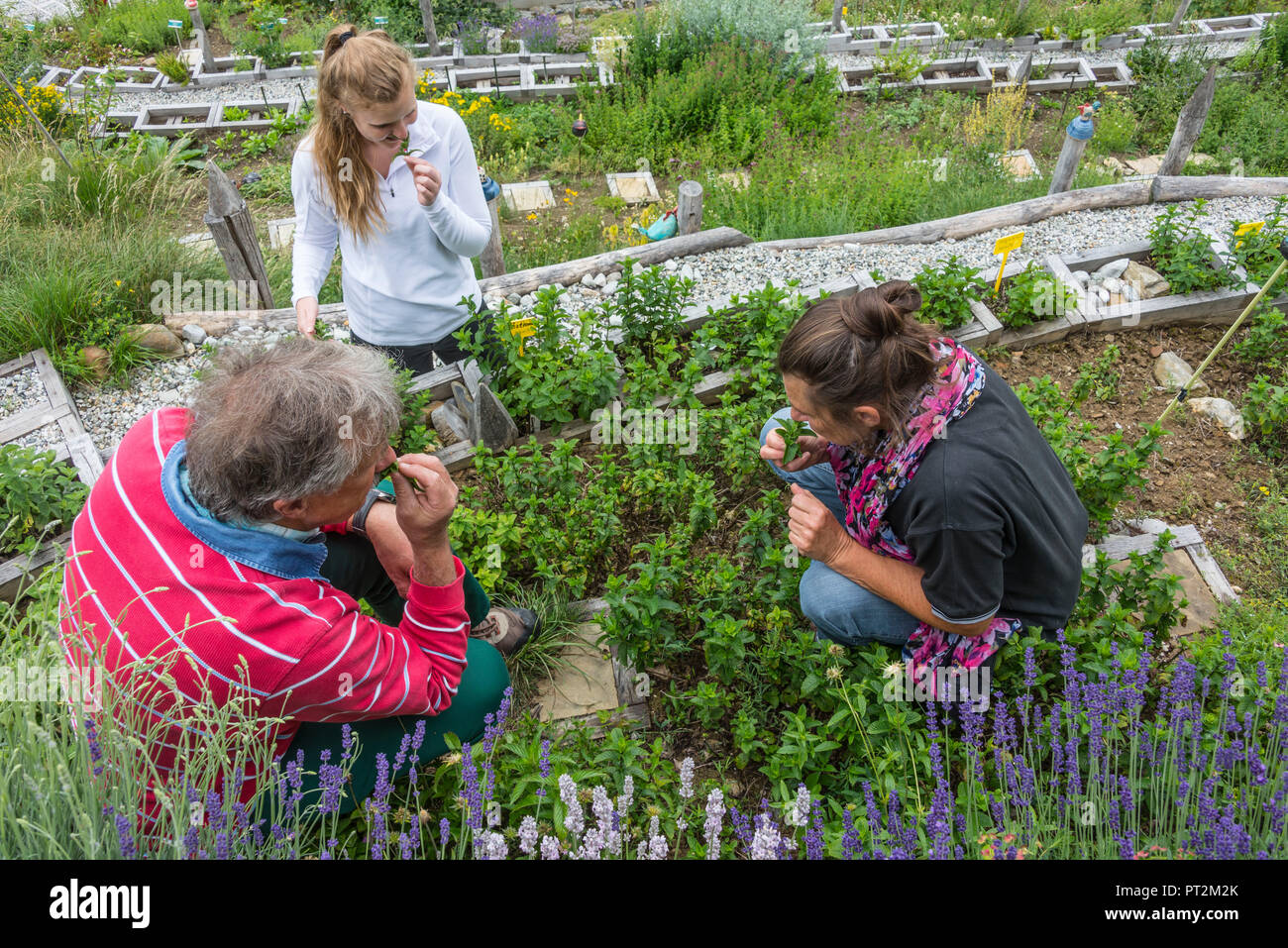 La Suisse, Canton du Valais, district de Loèche, Albinen, medicinal herb garden, auteur et expert de fines herbes Thomas Pfister, l'école de plantes médicinales, de plantes médicinales à pied, herbes médicinales, plantes médicinales, l'homme classe et deux femmes à genoux dans le jardin d'herbes Banque D'Images