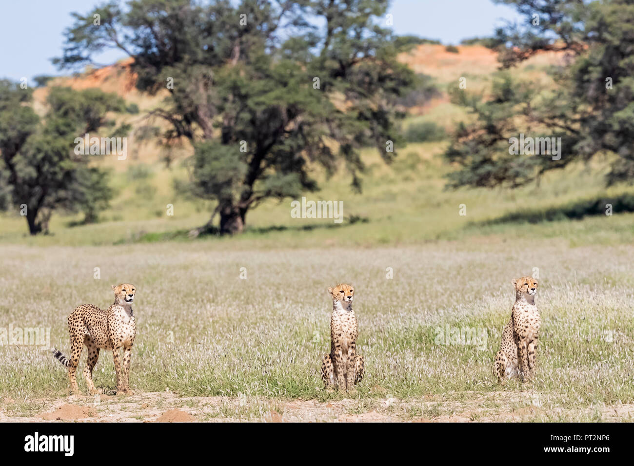 Le Botswana, Kgalagadi Transfrontier Park, guépard, Acinonyx jubatus Banque D'Images