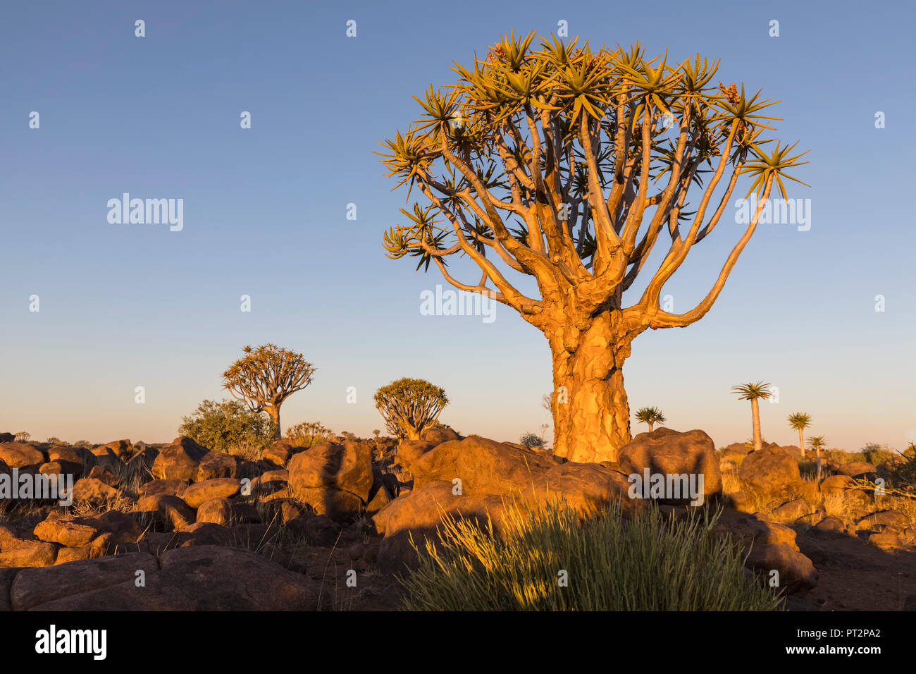L'Afrique, la Namibie, Keetmanshoop, Quiver Tree Forest dans la lumière du soir Banque D'Images