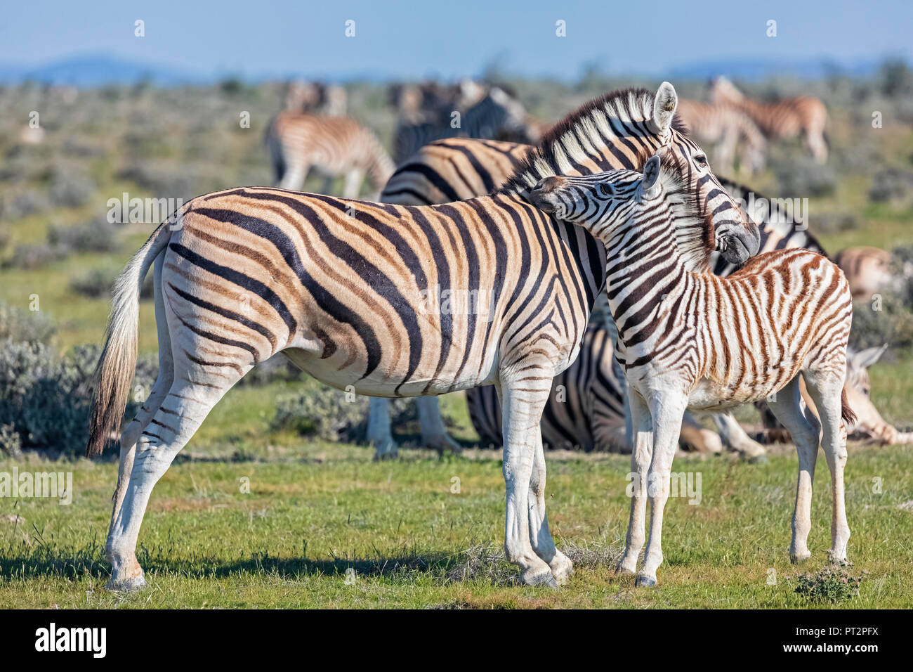 L'Afrique, la Namibie, Etosha National Park, burchell Equus quagga burchelli zèbres,, Mère et jeune animal Banque D'Images