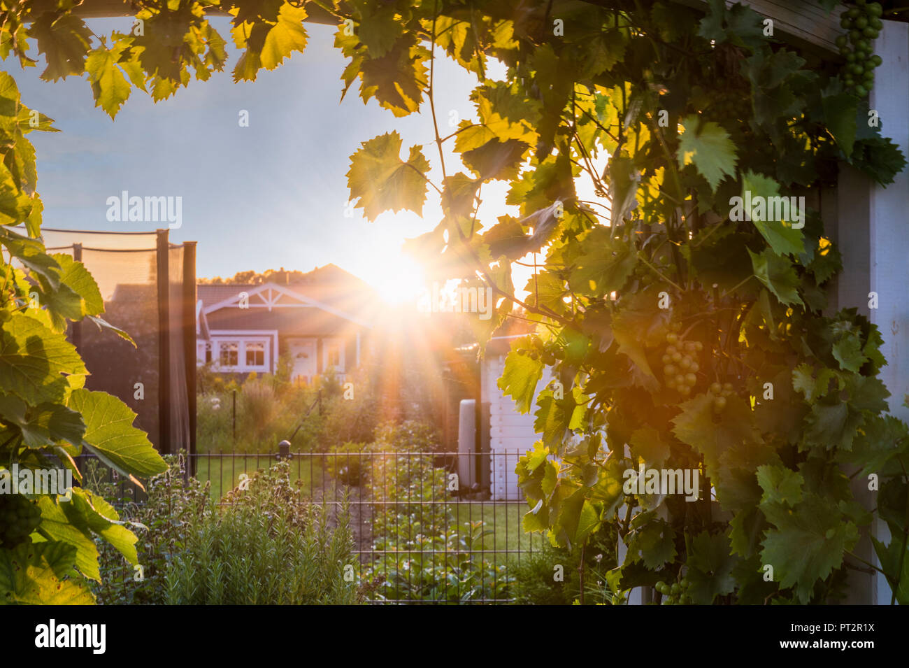 En vue d'un jardin avec vrilles de vin vers le coucher du soleil Banque D'Images