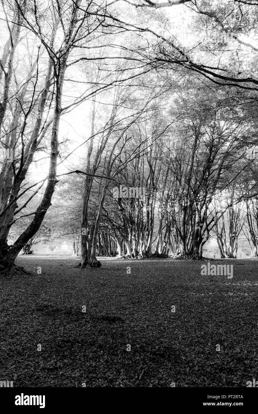 Forêt de hêtres dans Canfaito (Marches, Italie) Banque D'Images