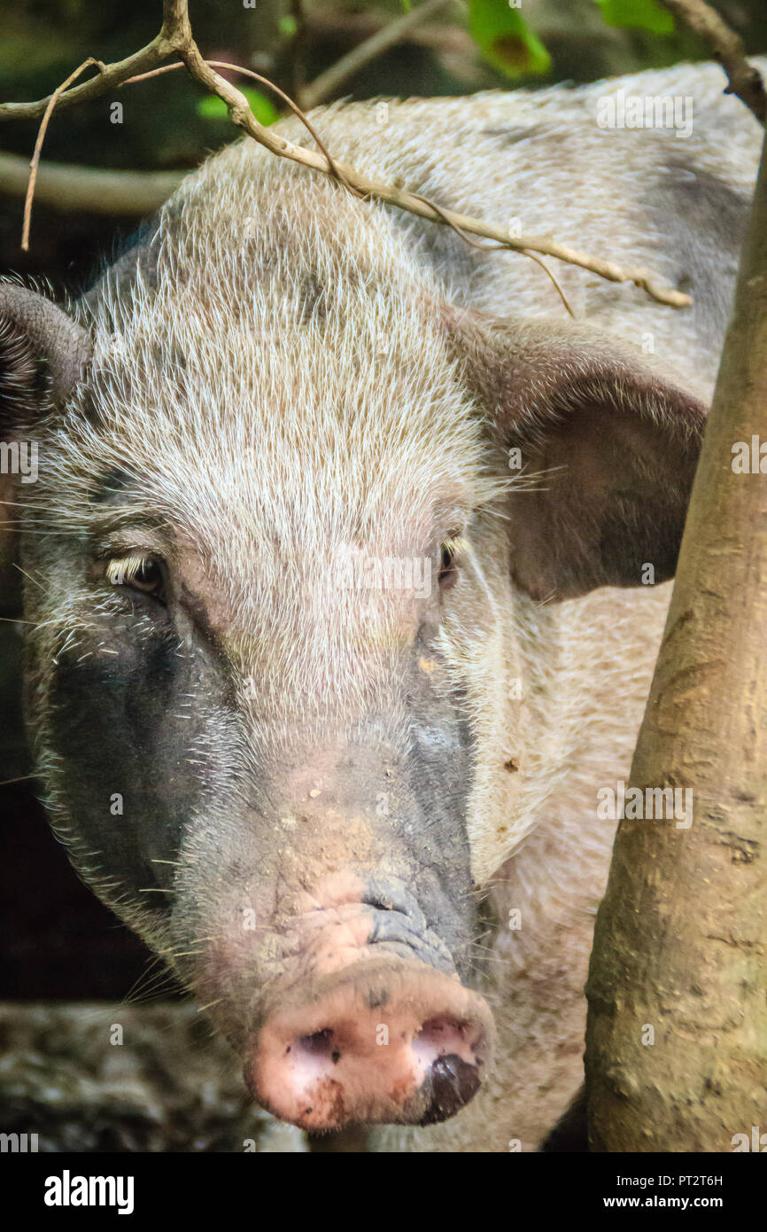 Close up face à des sangliers domestiqués dans la forêt tropicale. Le sanglier (Sus scrofa), également connu sous le nom de suidés sauvages eurasiennes ou de cochon sauvage, est un su Banque D'Images