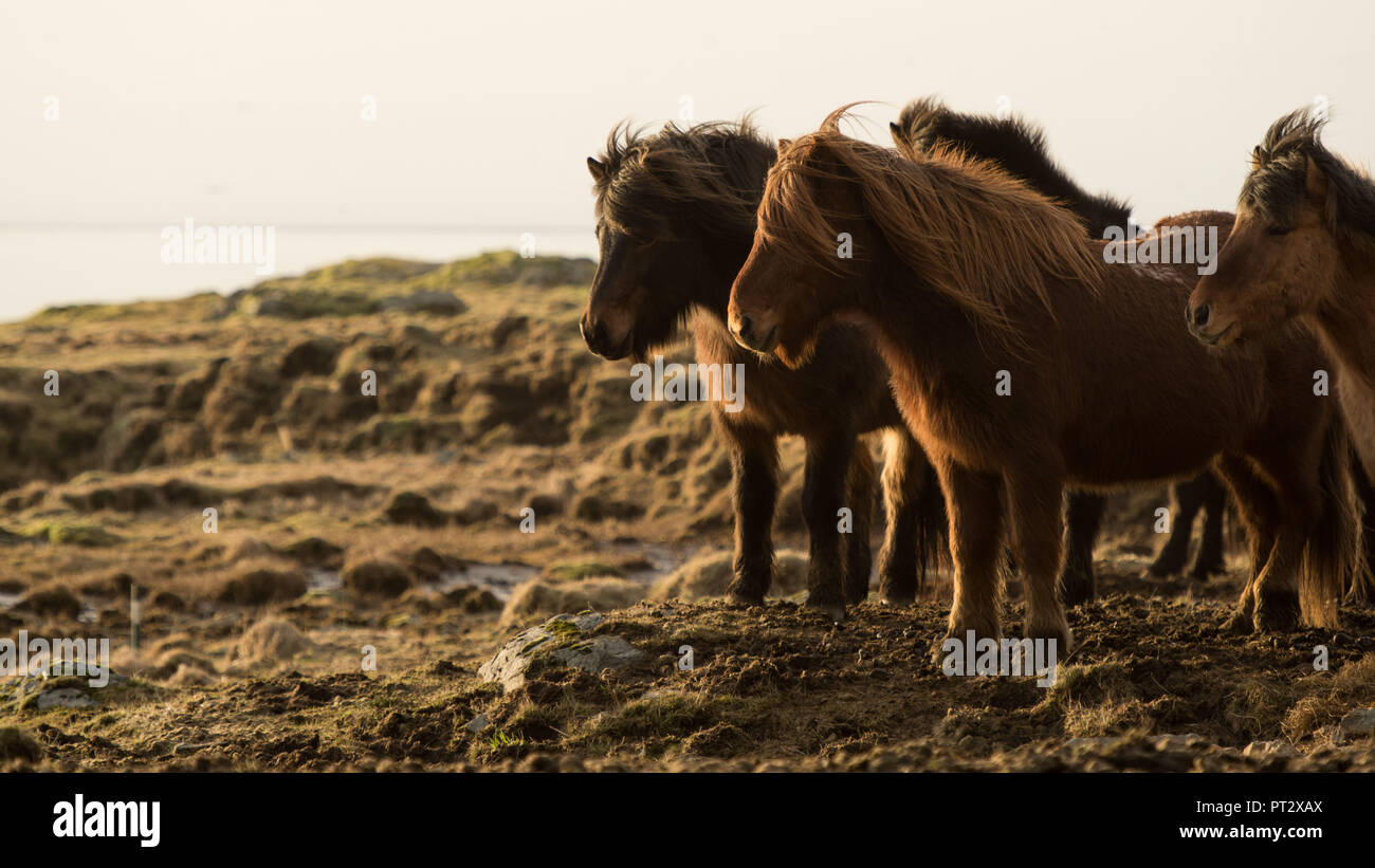 Chevaux Islandais, photographié sur l'Islande à l'automne Banque D'Images