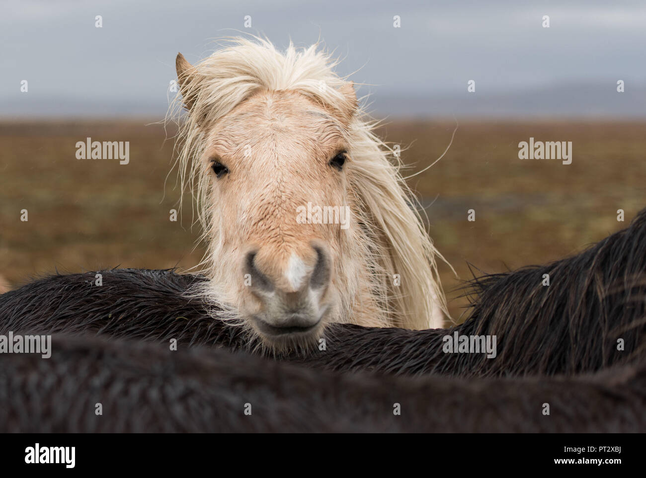 Chevaux Islandais, photographié sur l'Islande à l'automne Banque D'Images