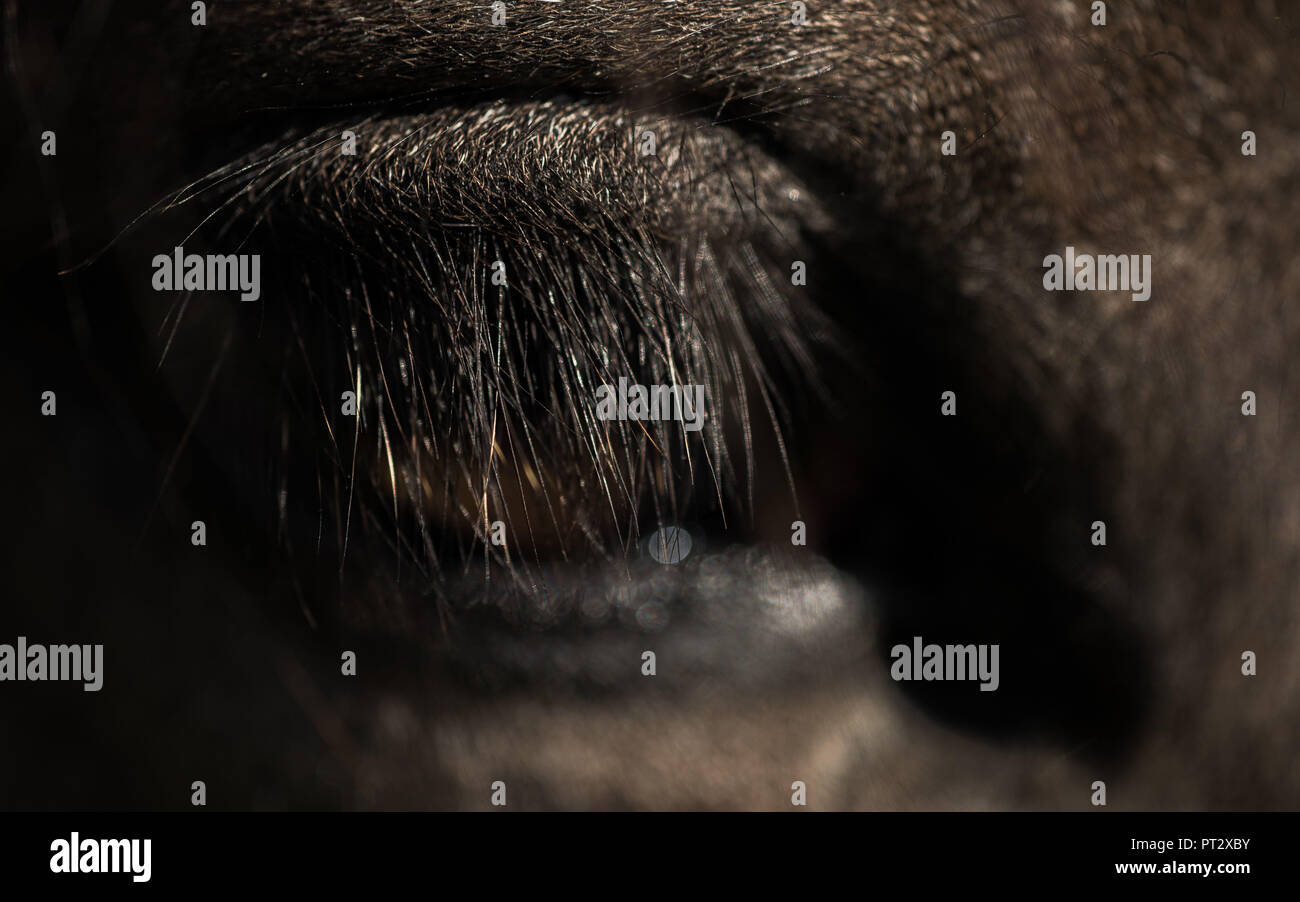 Brun foncé cheval islandais, photographié sur l'Islande, close-up de l'oeil Banque D'Images