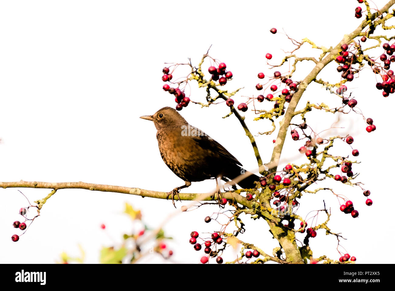 Blackbird sur une baie bush Banque D'Images