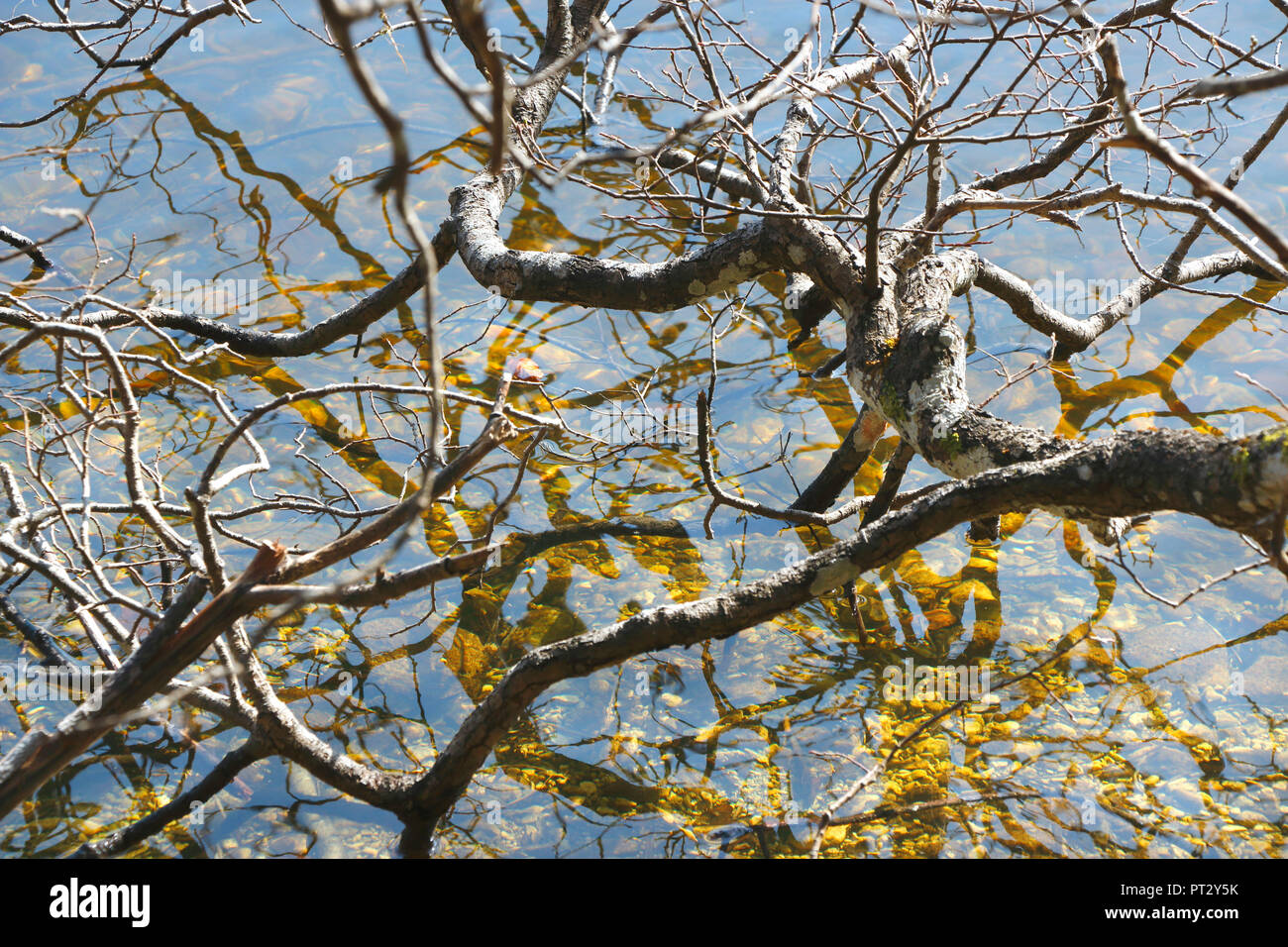 Branches reflétant à la surface de l'eau Banque D'Images