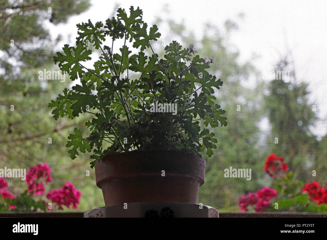 Pot de fleurs avec Pélargonium parfumé Banque D'Images